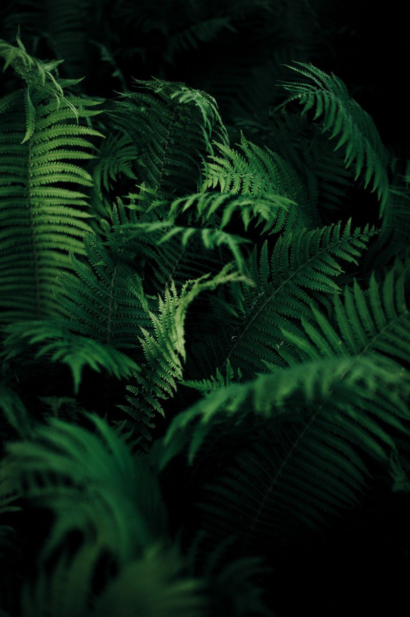 Ferns in the dark