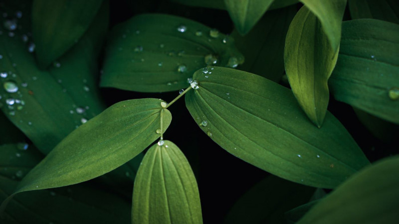 Leafs with water drops